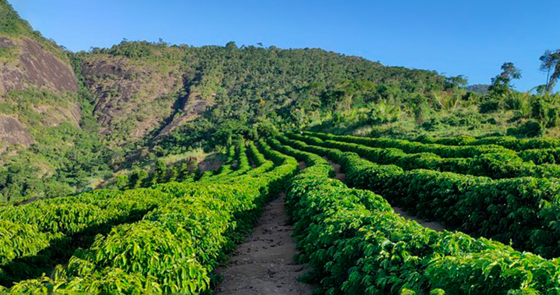 DIA DE CAMPO DO CAFÉ CONILON 