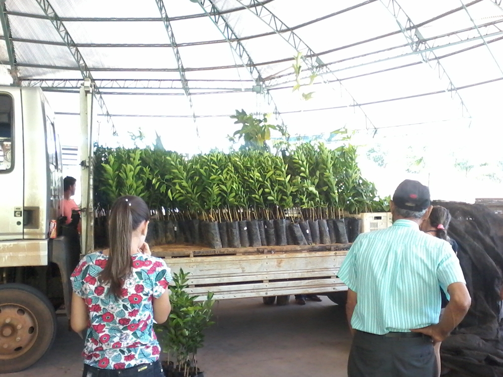 Secretaria Municipal de Agricultura e Meio Ambiente adquire em parceria com os produtores rurais mil mudas de plantas frutíferas