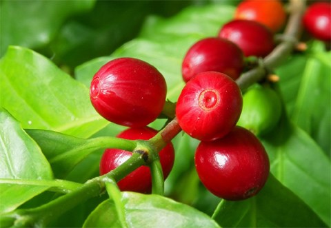 10° Dia de Campo do Café Conilon na comunidade de São José da Bela Vista