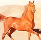 Concurso da Marcha: Equinos e Muares
