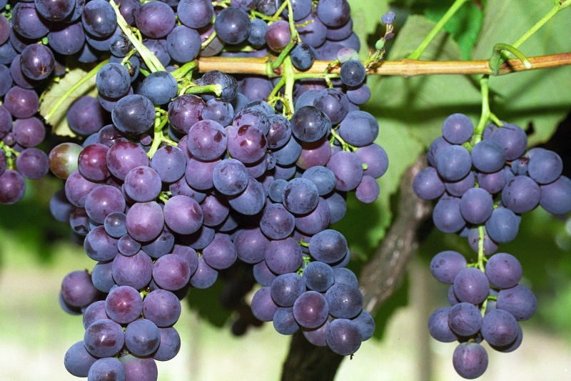 Prefeitura incentiva plantio de uvas em Conceição do Castelo