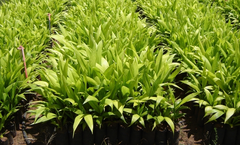 Agricultura: Licitação está em andamento para a compra de 60.000 mil mudas de palmito pupunha em benefício aos produtores rurais
