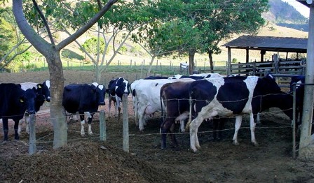 CONCEIÇÃO DO CASTELO ESTÁ CRESCENDO SIGNIFICATIVAMENTE NA PRODUÇÃO DE LEITE NOS ÚLTIMOS ANOS