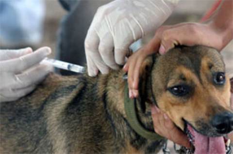 Saúde promove campanha de vacinação anti-rábica para cães e gatos